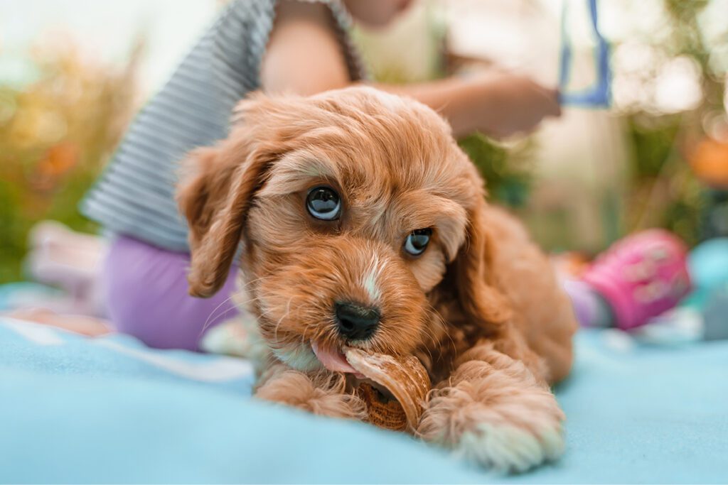 How to Adopt a Cavapoo in New York