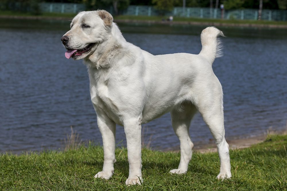 central asian shepherd dog standing