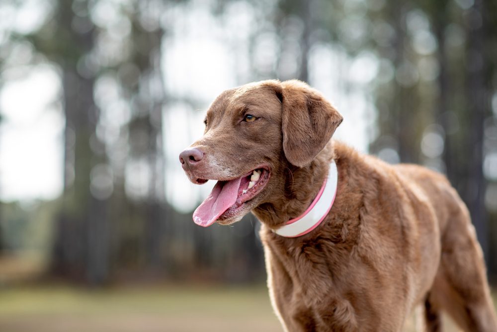 chesapeake bay retriever with tongue out