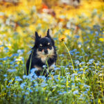 Long Haired Chihuahua