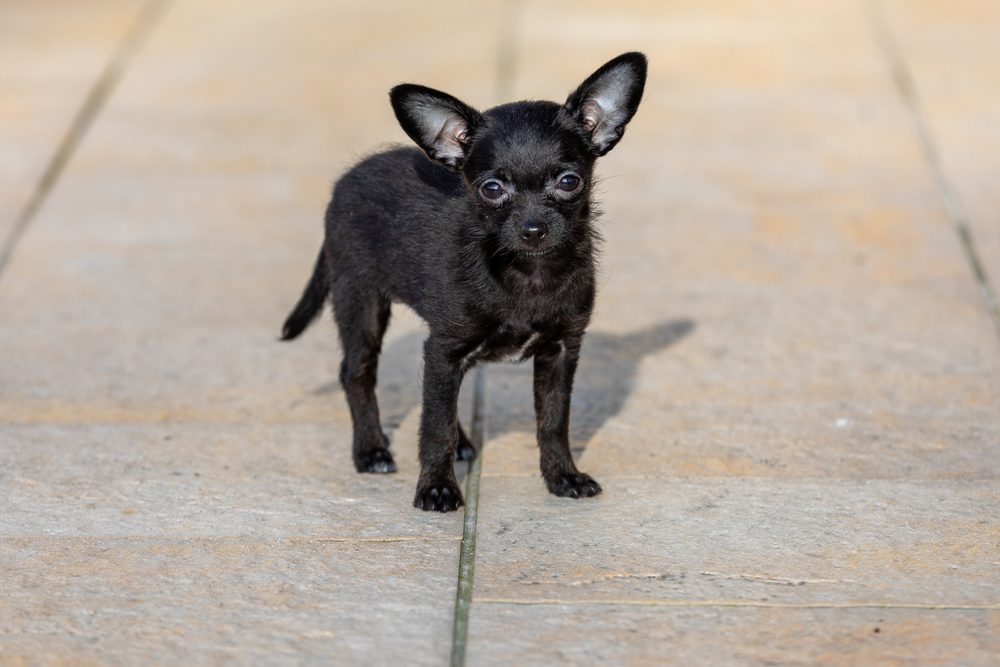 chihuahua poodle mix