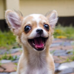 Chihuahua Puppies for Sale