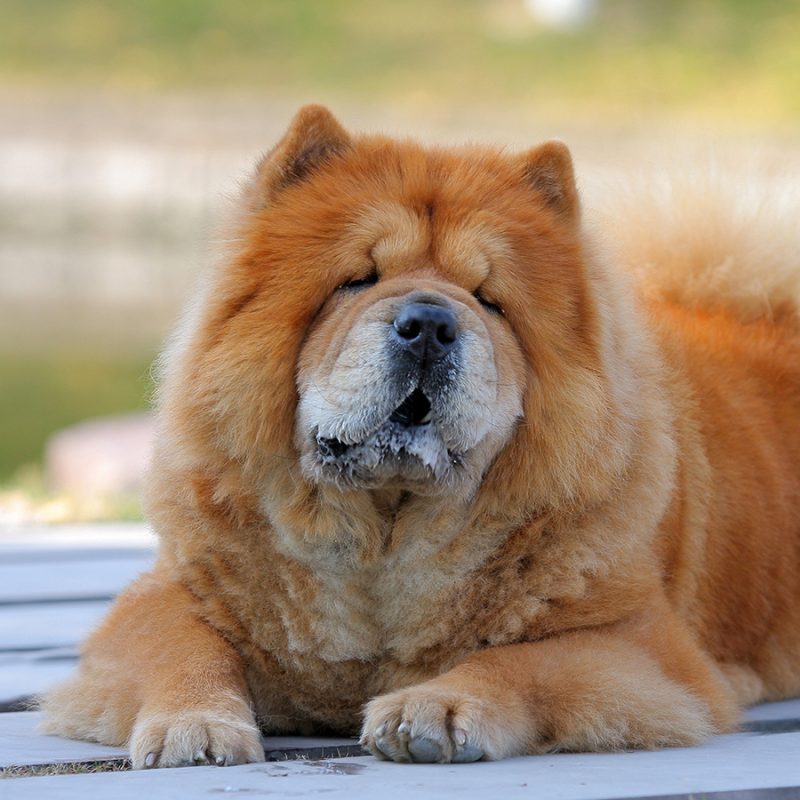 base-chow-chow-1