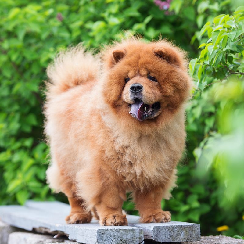 base-chow-chow-2