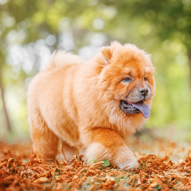 base-chow-chow-3