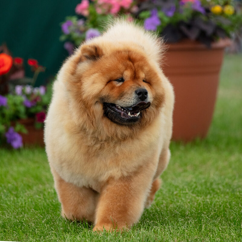fluffy chow chow walking outside