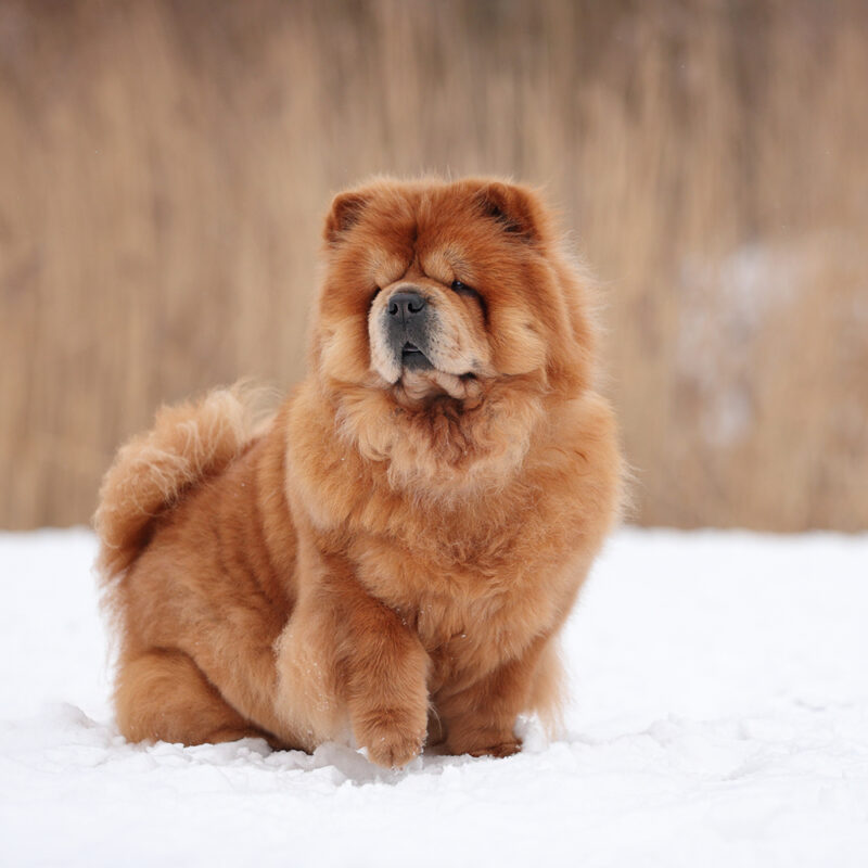 chow chow standing in snow