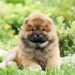 Chow Chow Puppies for Sale