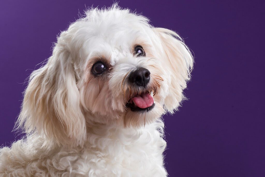 How to Adopt a Cavachon