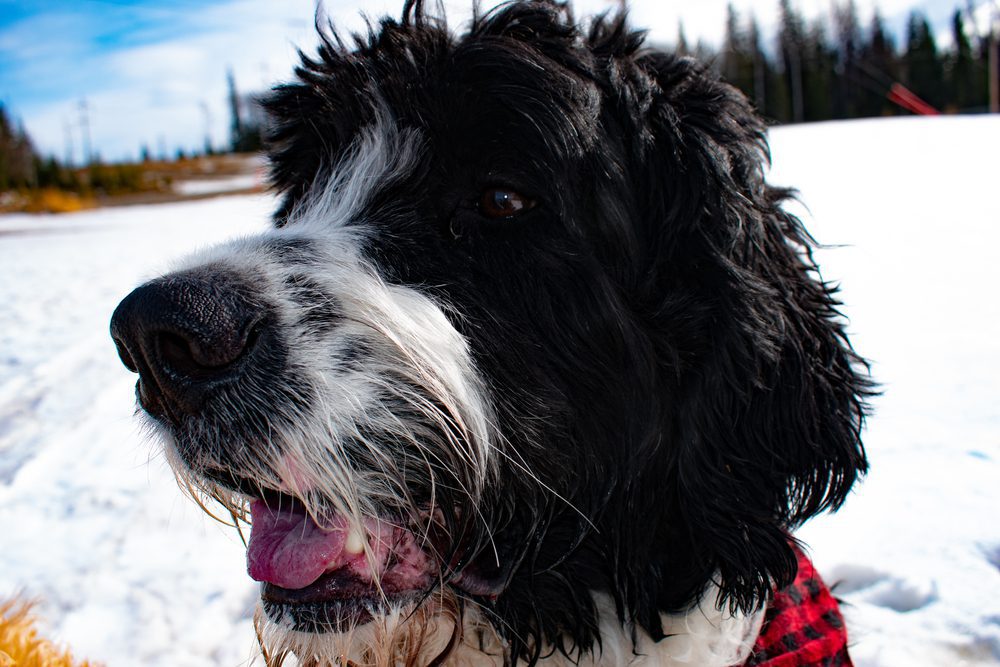 close up of a happy St. Berdoodle