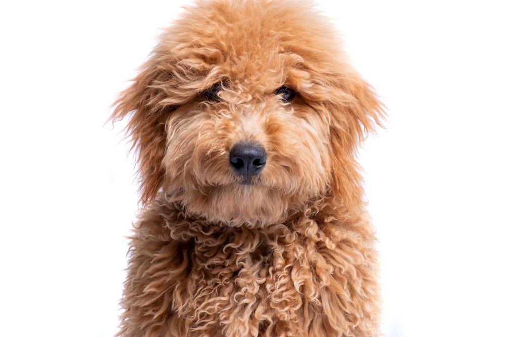 Close-up of a mini goldendoodle