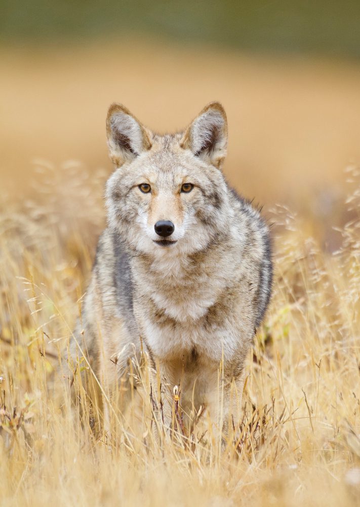 coydog in a field