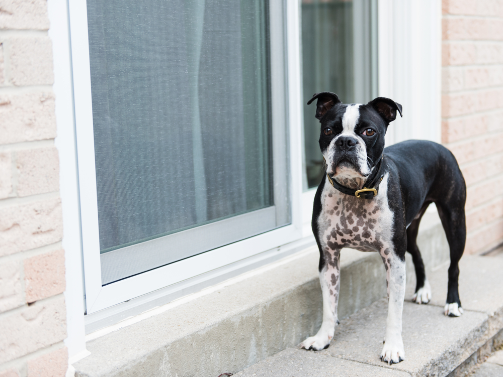 Housetraining Your Dog