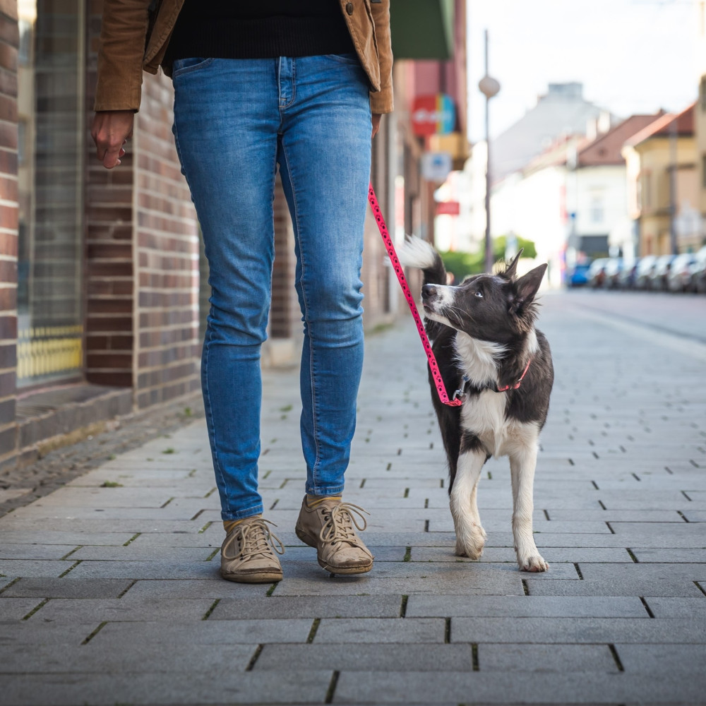 Watch Teaching Your Dog How to Get Into the Heel Position