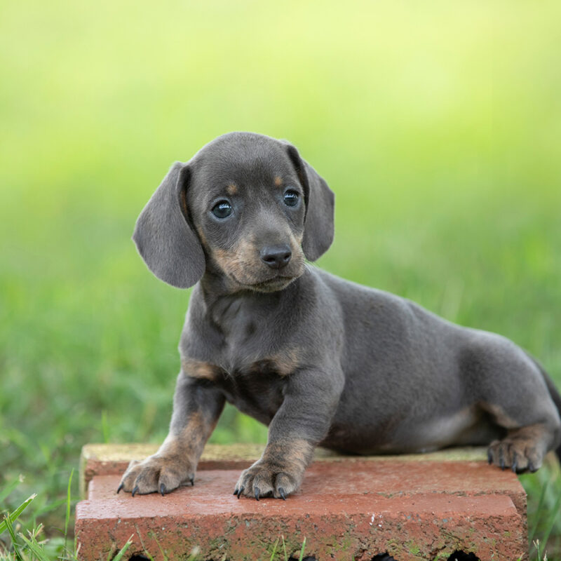 miniature dachshund puppy sitting outside
