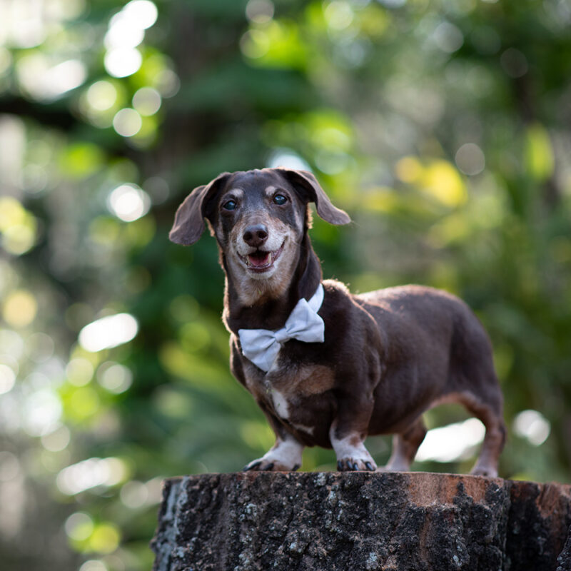happy dachshund in bow tie outside