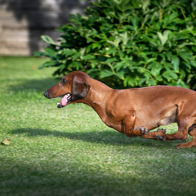 brown dachshund running in yard