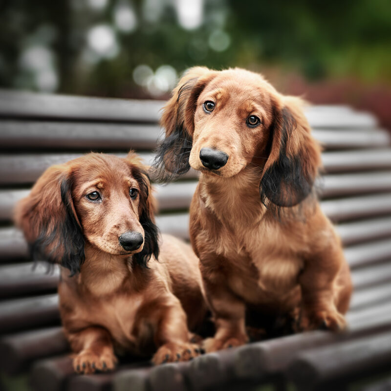 dachshund long-haired puppies on bench