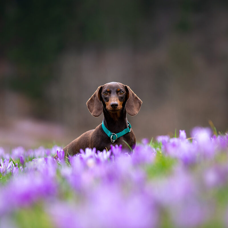 dachshund in field of flowers