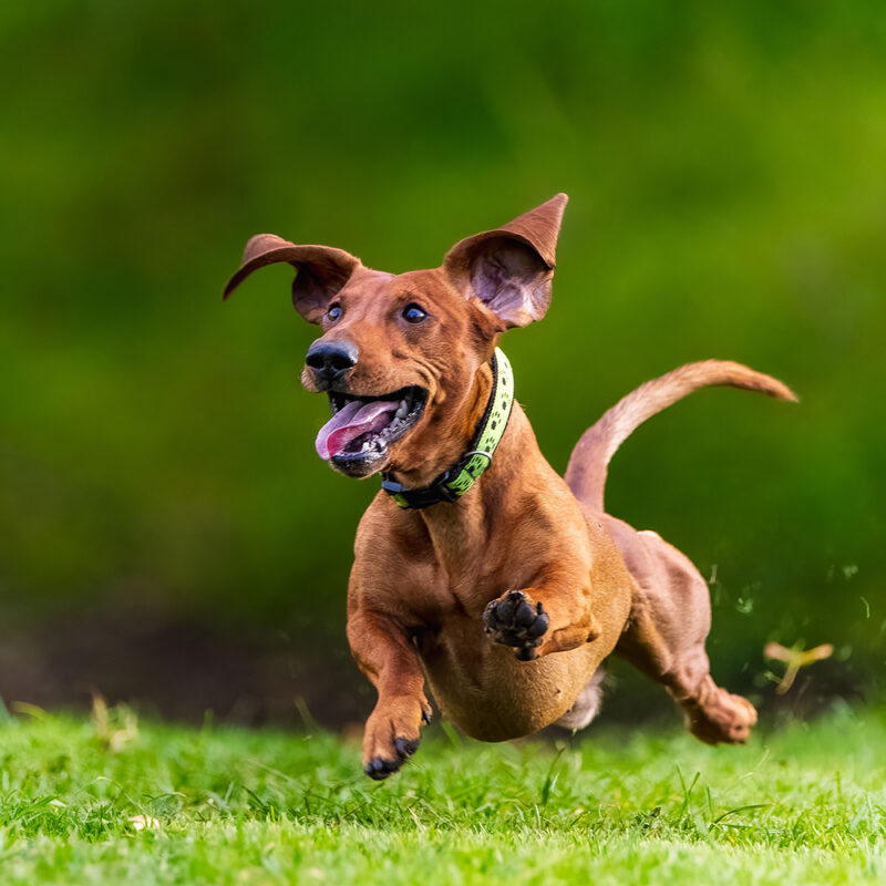 happy dachshund running in yard