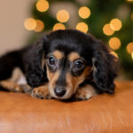 Dachshund Puppies For Sale