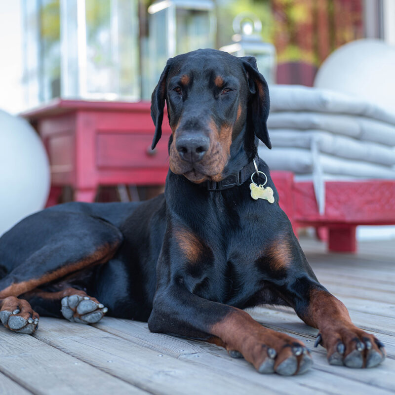 relaxed doberman sitting on porch