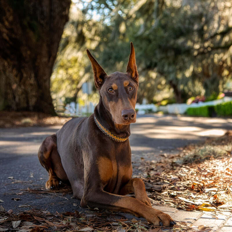 doberman outside in sunny park