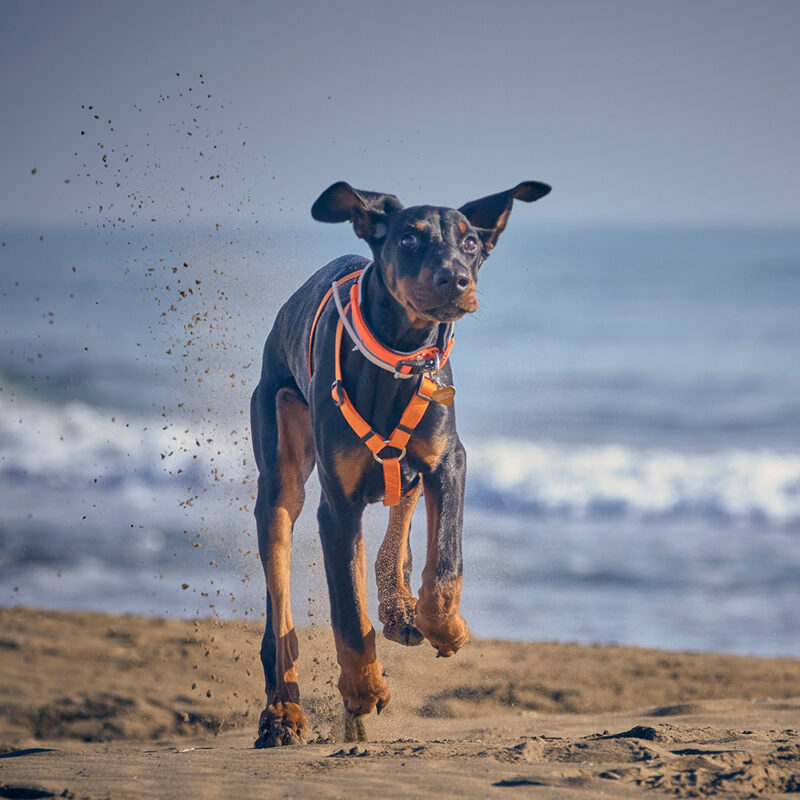 doberman running happy on beach