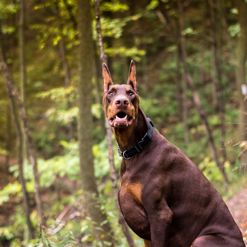 alert doberman in green forest