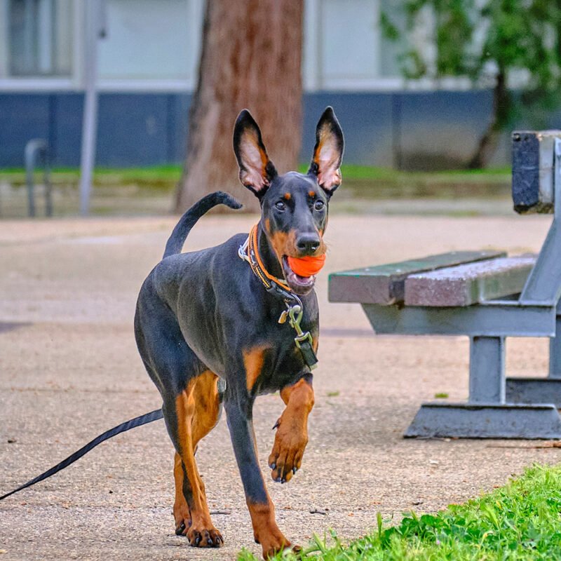 doberman running with orange ball in park