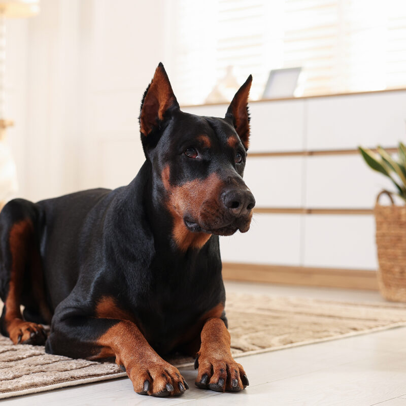 doberman sitting relaxed inside