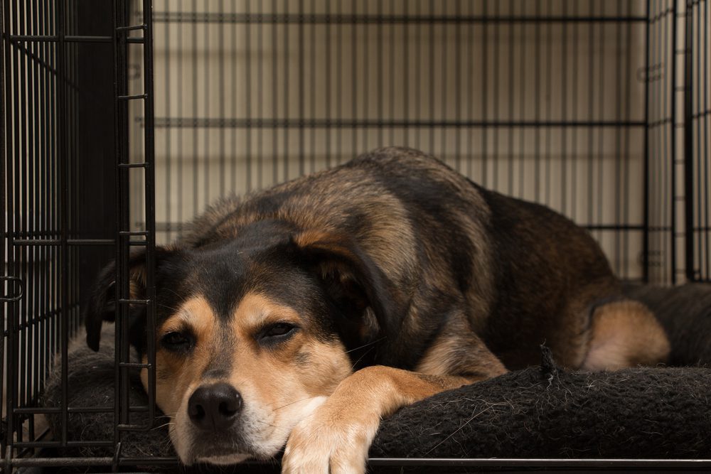 Dog lying down in crate on blanket