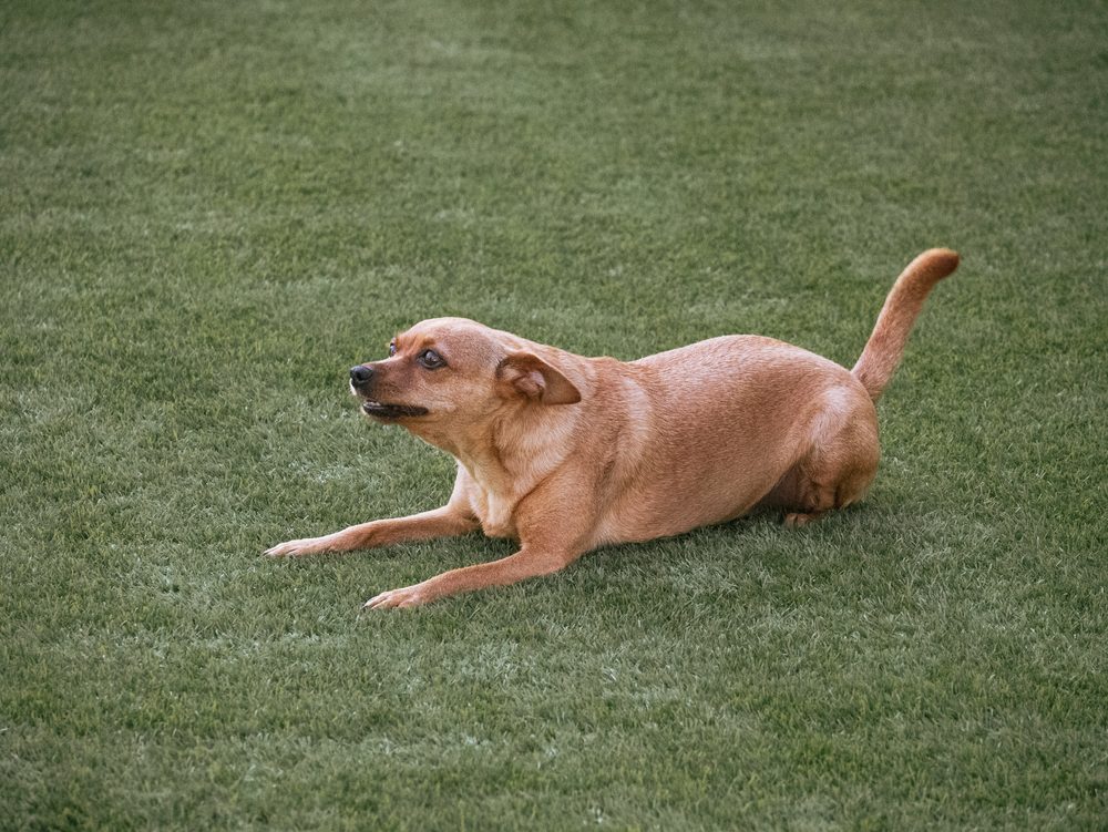 dorgi playing outside in grass
