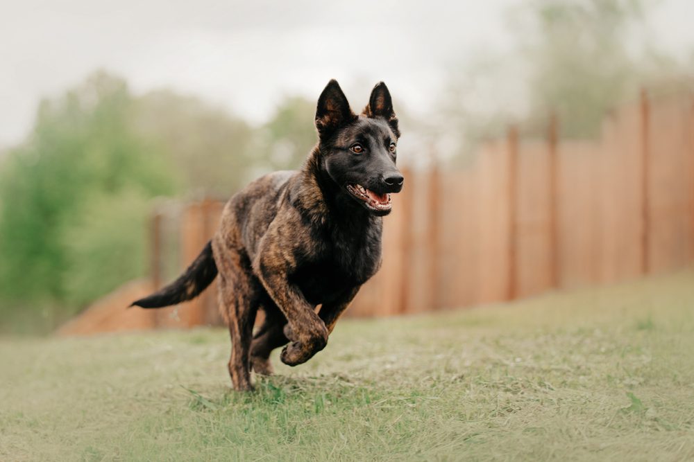 dutch shepherd in mid sprint