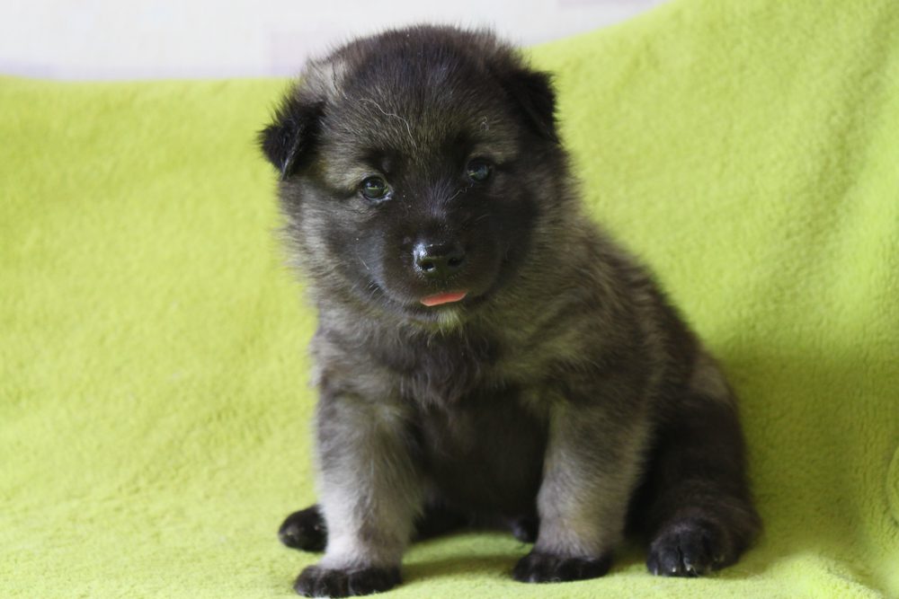 elkhound shepherd puppy sitting up