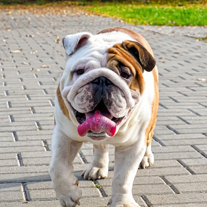 English Bulldog Main 1