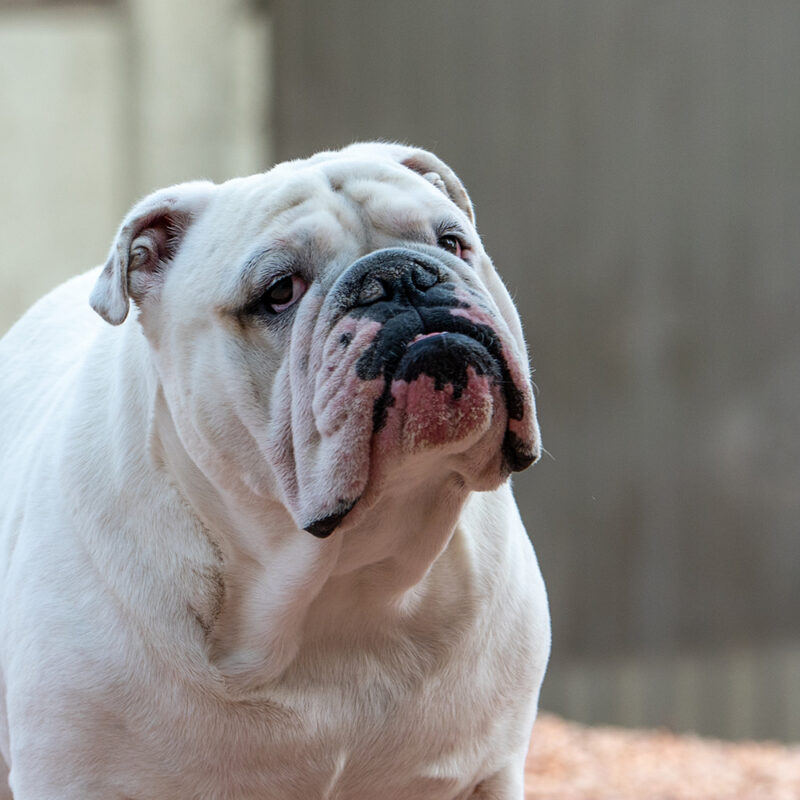 English Bulldog Main 2