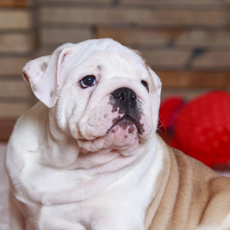 English Bulldog Main 3