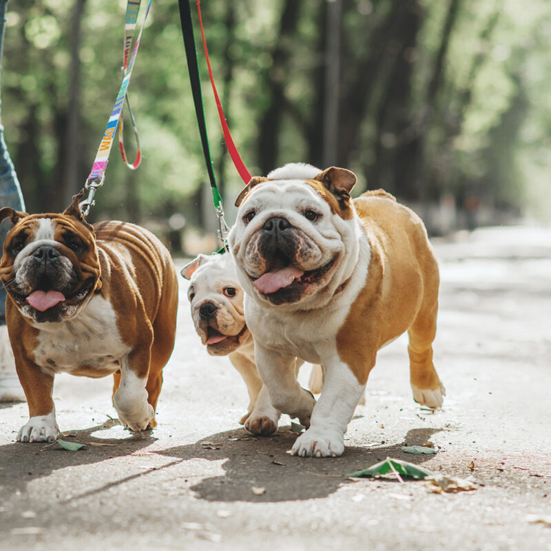 English Bulldog Main 4