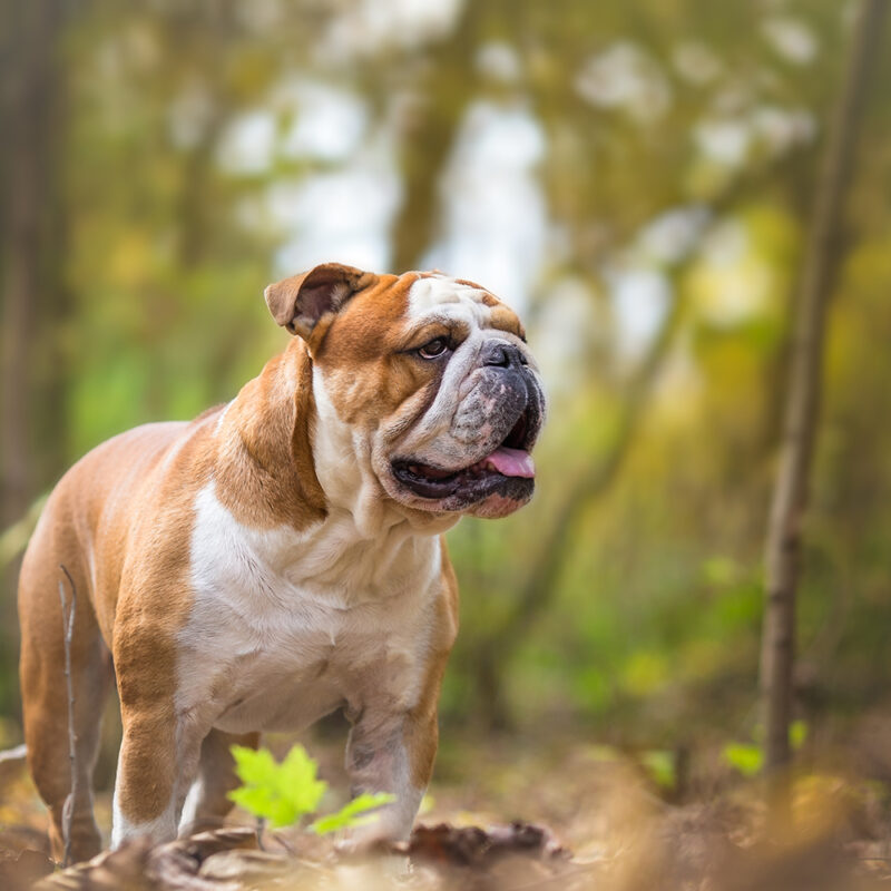 English Bulldog Main 6