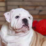 English Bulldog