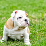 English Bulldog Puppies for Sale