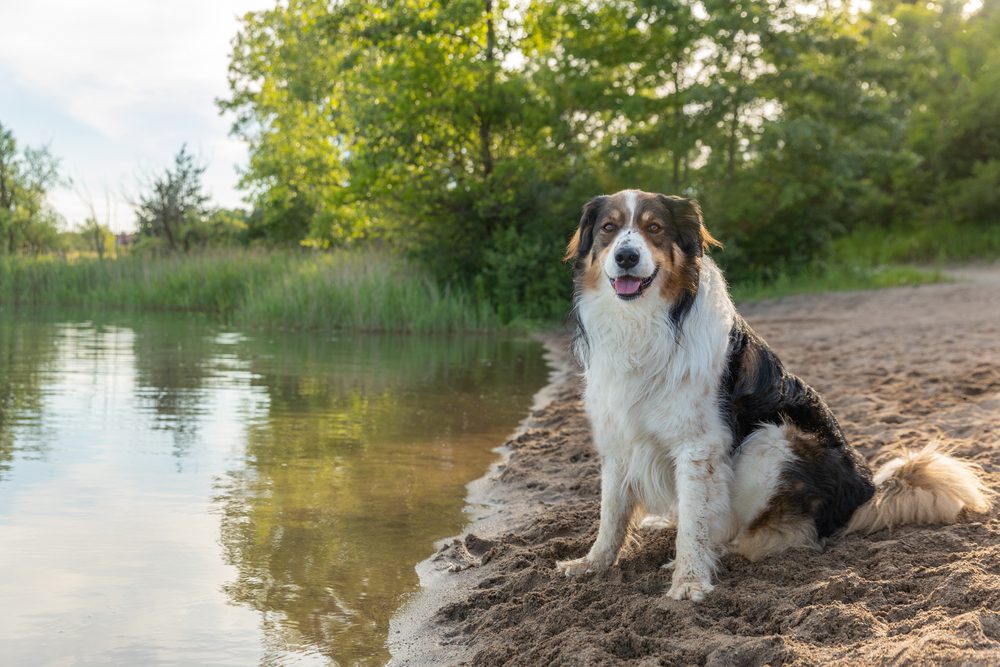 english shepherd sitting at lake edge