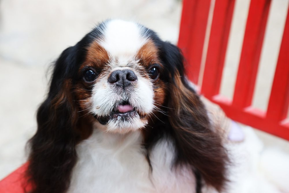 english toy spaniel