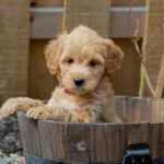 F1B Goldendoodle