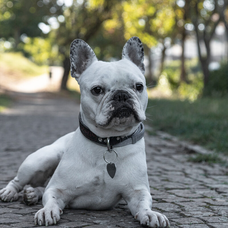 French Bulldog Main 1