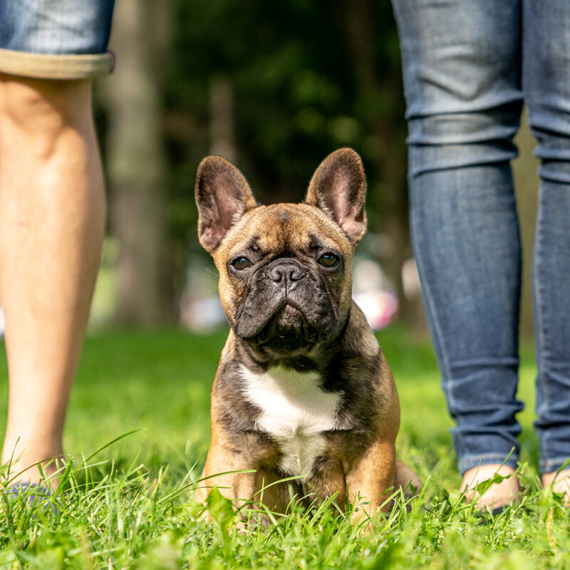 French Bulldog Main 2