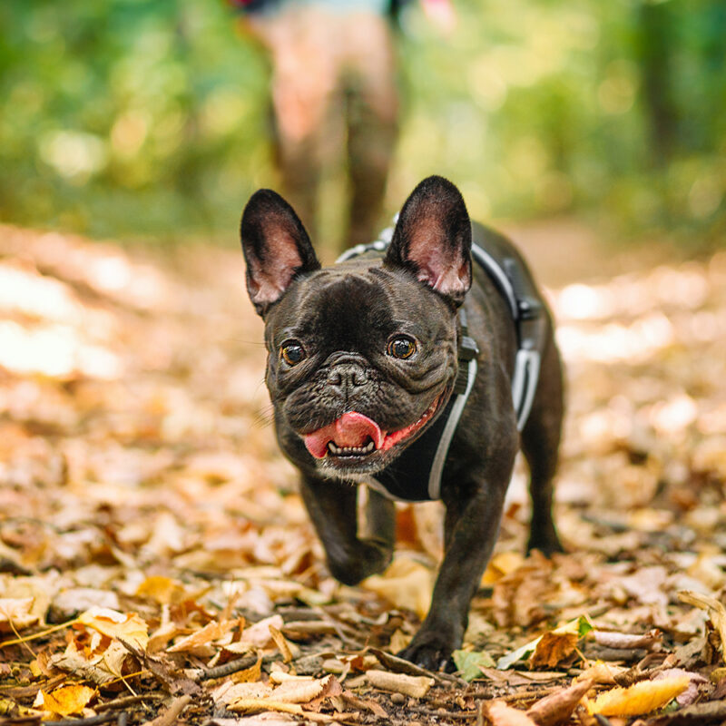 French Bulldog Main 3