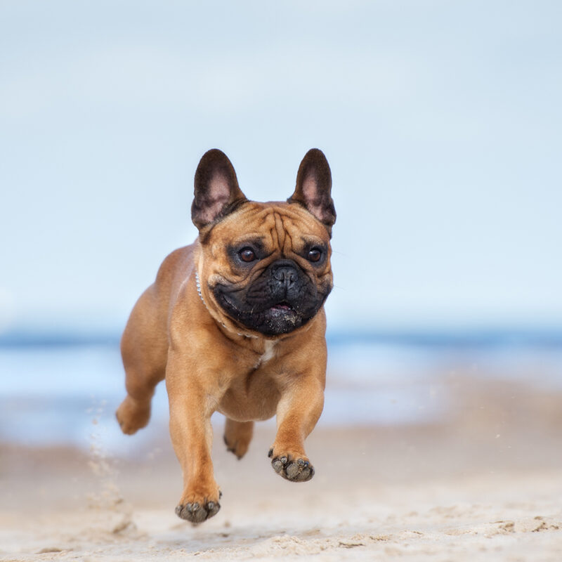 French Bulldog Main 4