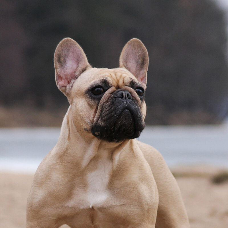 French Bulldog Main 5